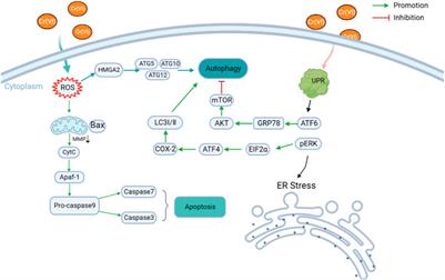 Toxicity mechanisms and remediation strategies for chromium exposure in the environment